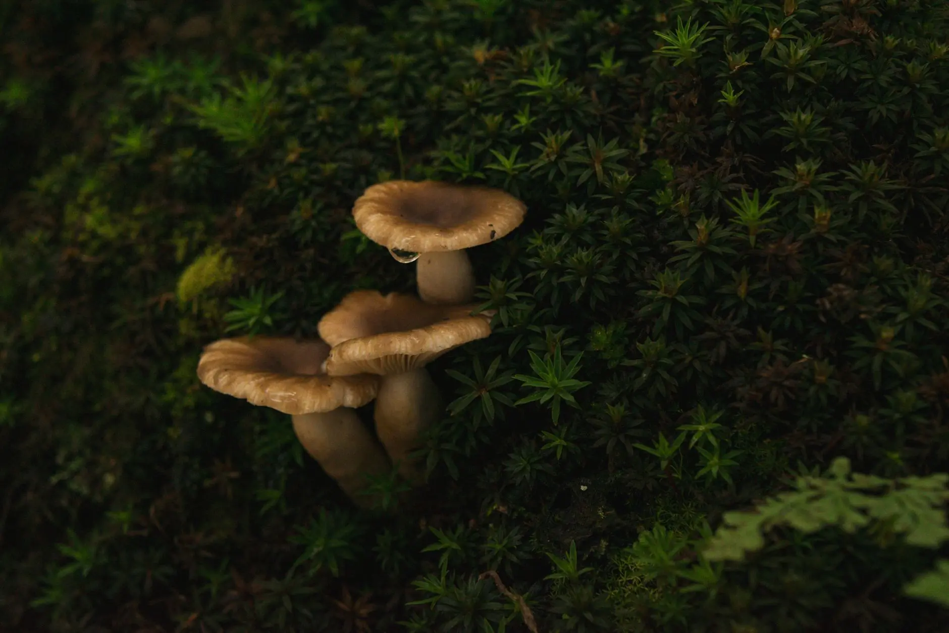 厨房工程配套方案：油烟机与消毒柜组合选型指南